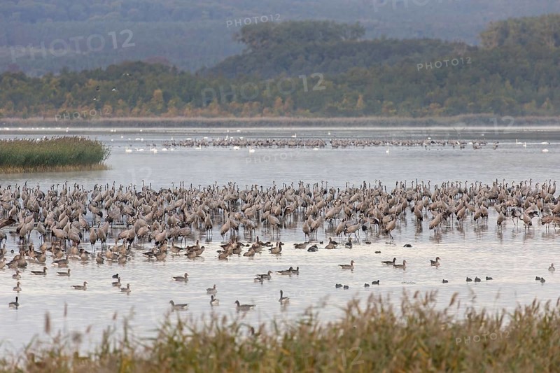 Common Crane