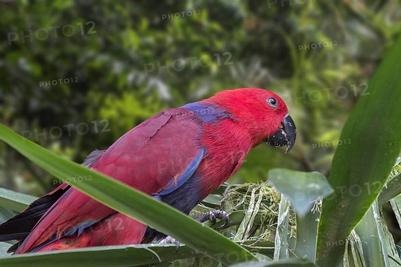 Eclectus parrot