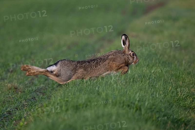 Hase