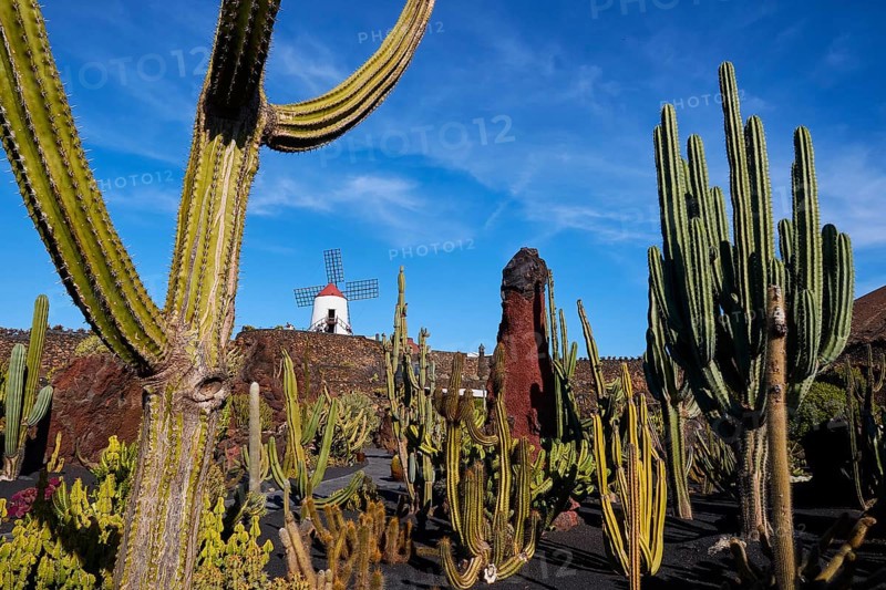 Various cacti
