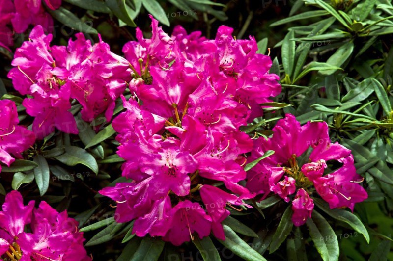 Rhododendron blossom