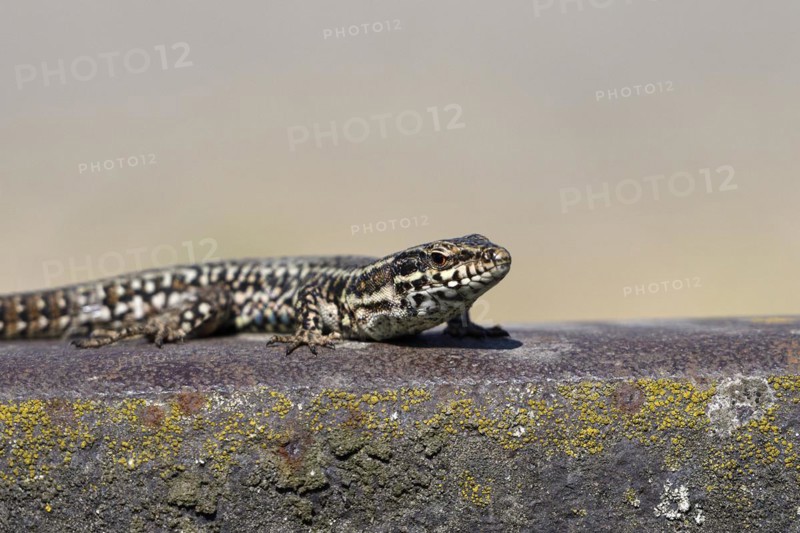 Common wall lizard