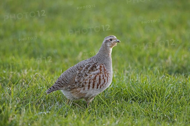 Grey partridge
