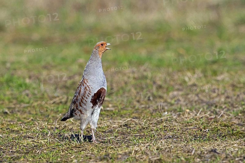 Grey partridge