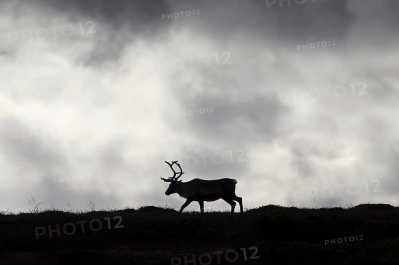 Reindeer