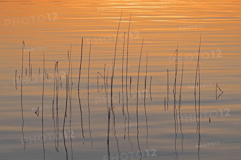 Abstract pattern of common reed