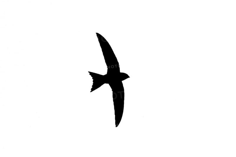 Silhouette of common swift