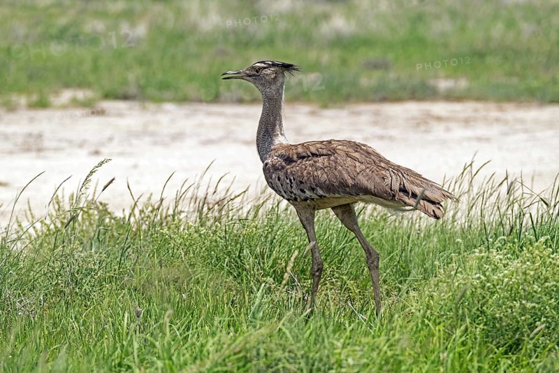 Kori bustard
