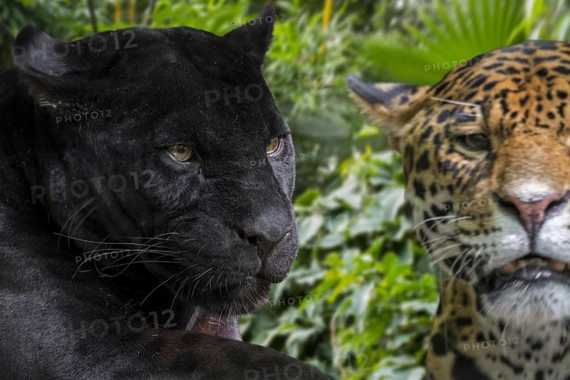 Close up portrait of two jaguars