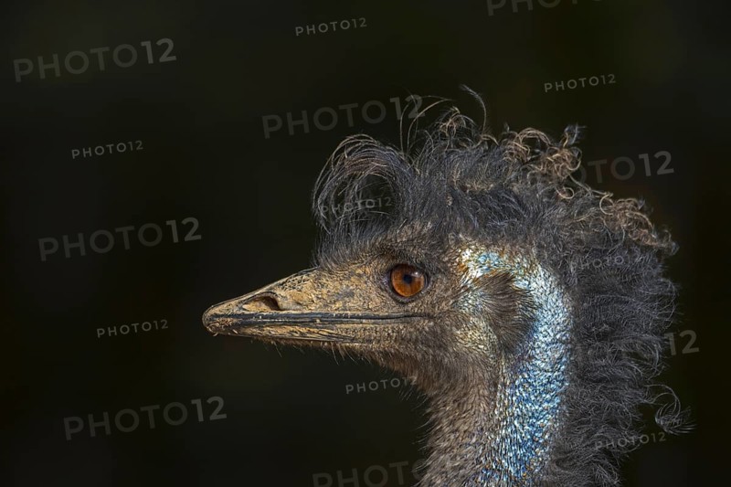Emu