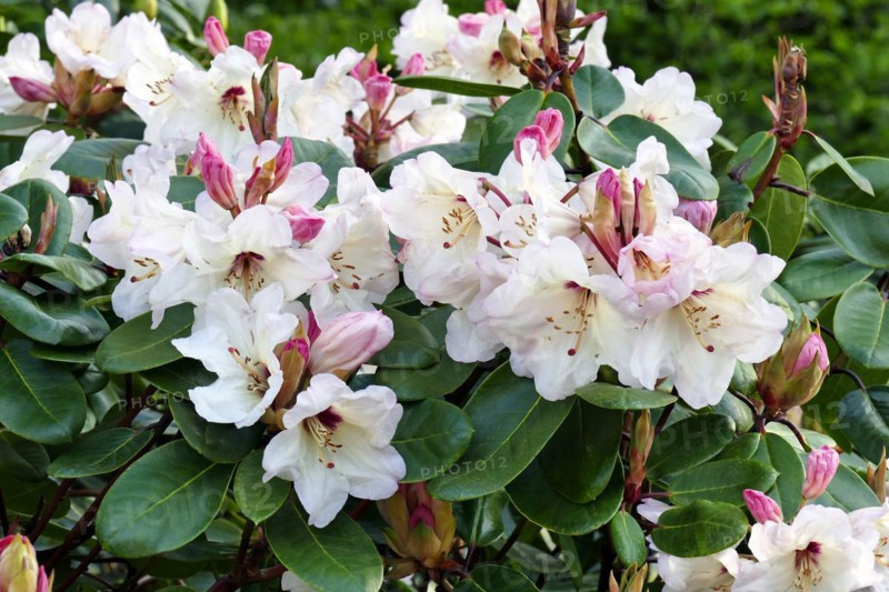 Flowering rhododendrons