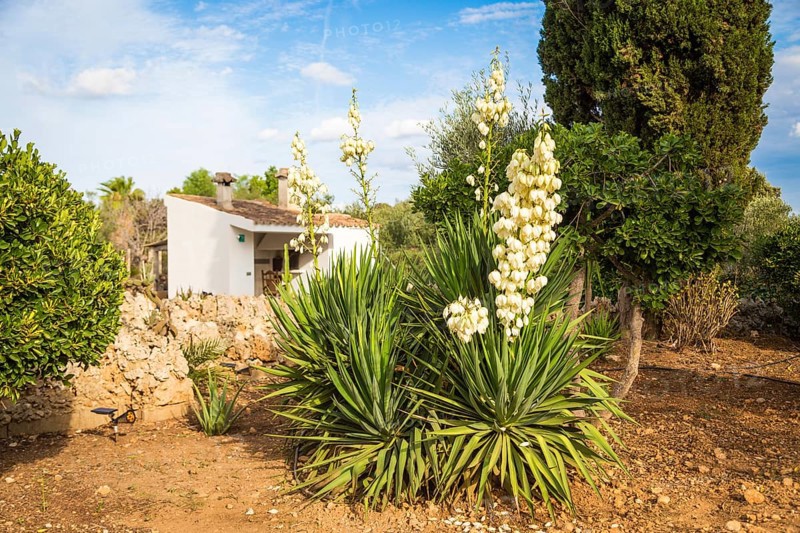 Flowering yuccas