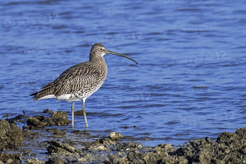 Eurasian curlew