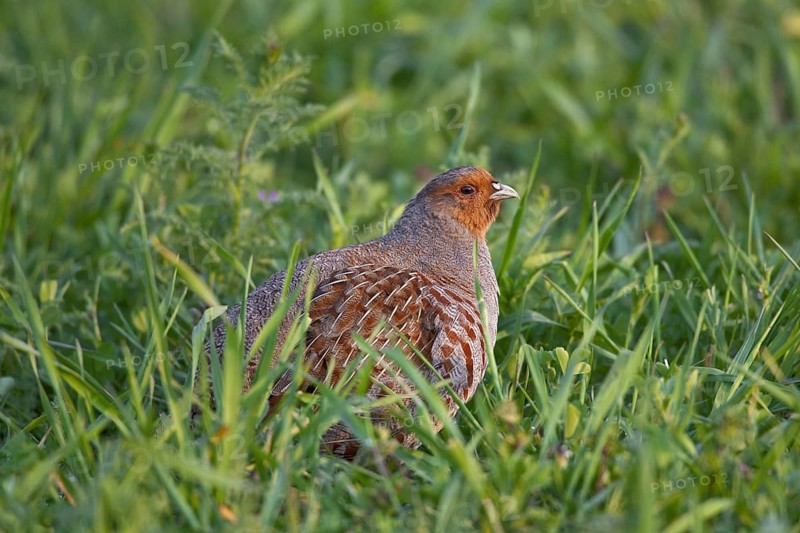 Grey Partridge