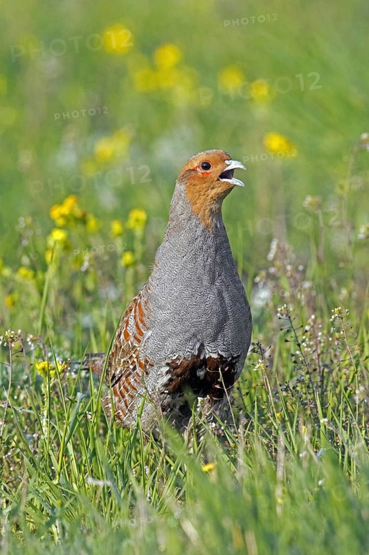 Grey partridge
