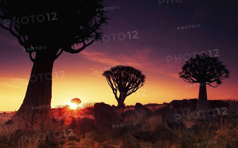Quiver trees