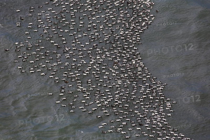 Aerial view over flock of common eider
