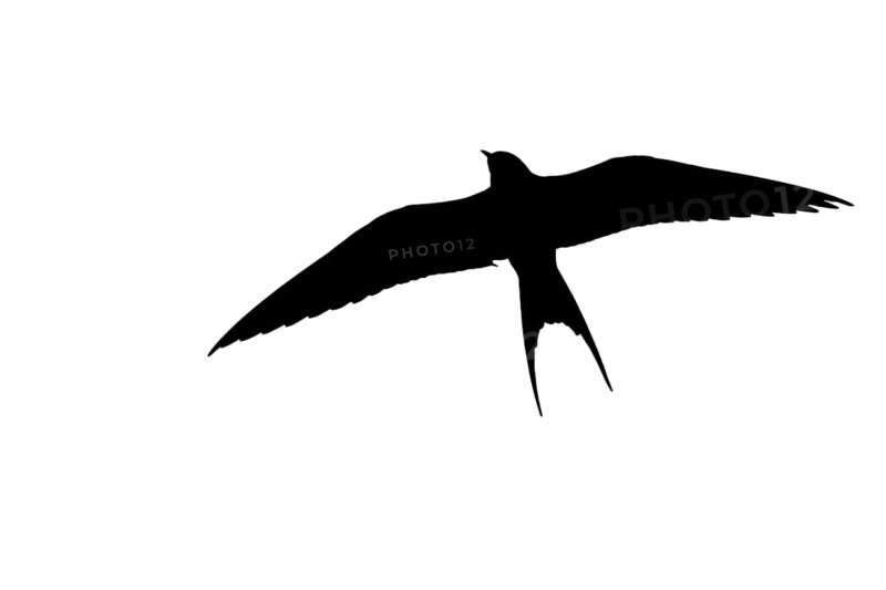 Silhouette of Arctic tern