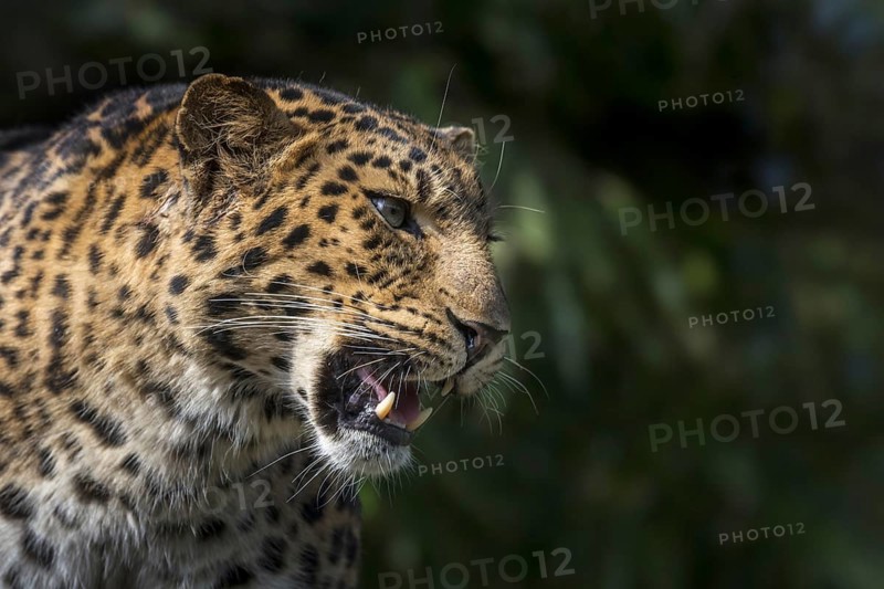 Amur leopard