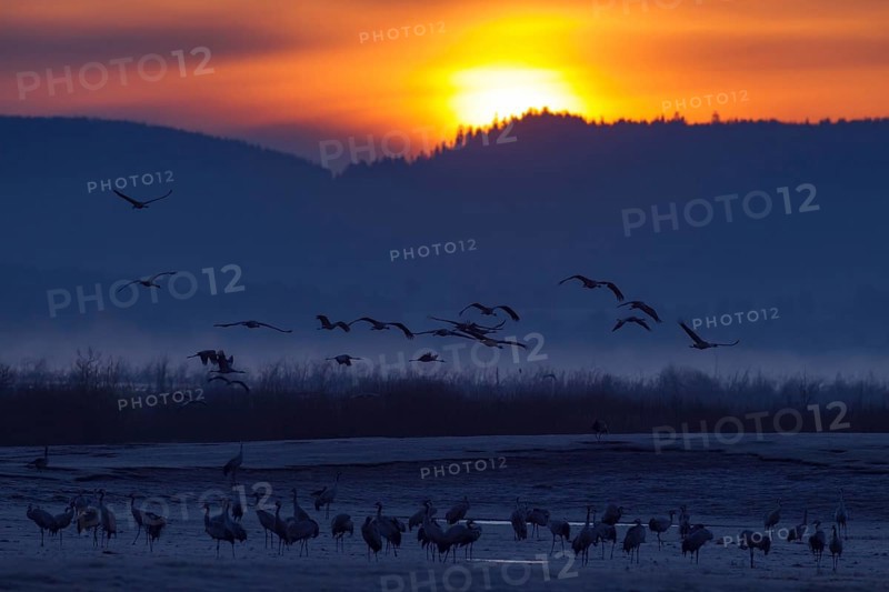 Common Crane