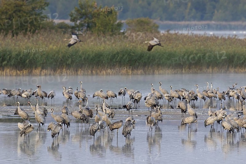 Common Crane