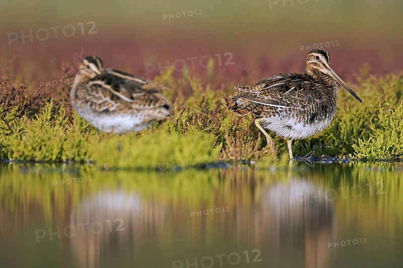 Two common snipes