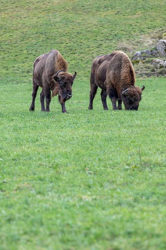 Wisent Thal project