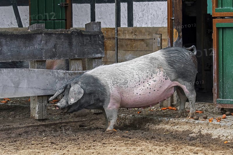 Swabian-Hall swine