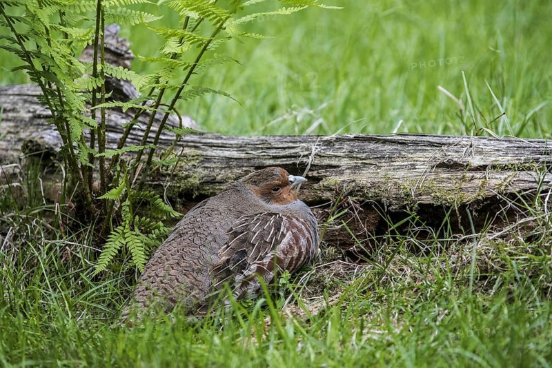 Grey Partridge