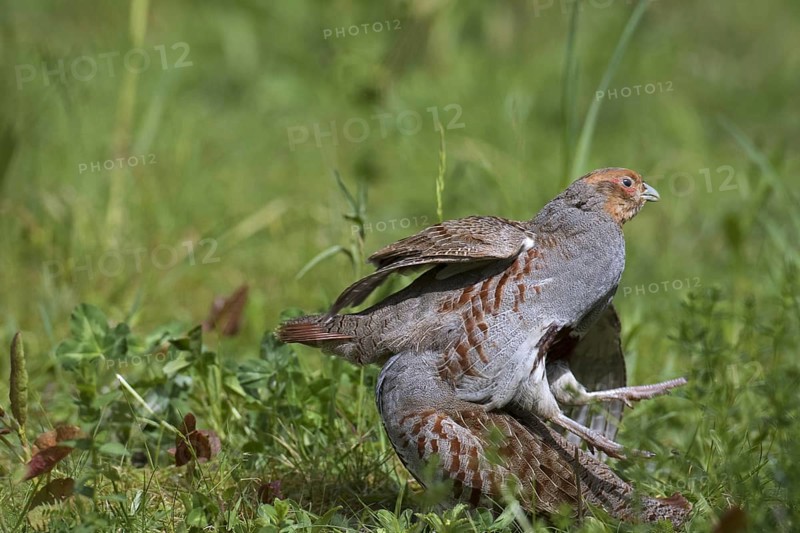 Two territorial male grey partridges