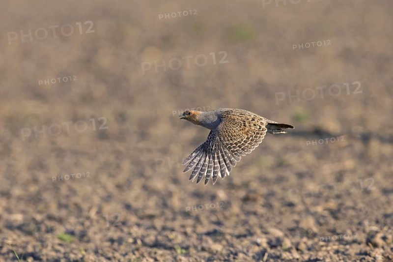 Grey partridge