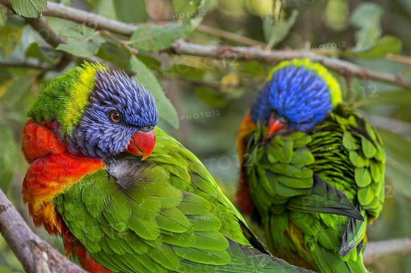 Two rainbow lorikeets