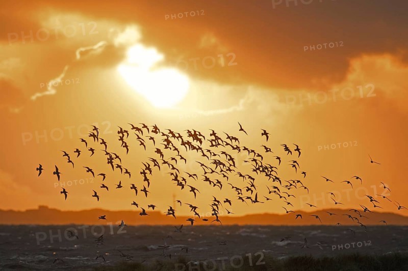 Huge flock of bar-tailed godwits