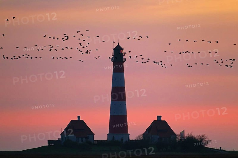 Flock of geese and lighthouse Westerheversand at sunset
