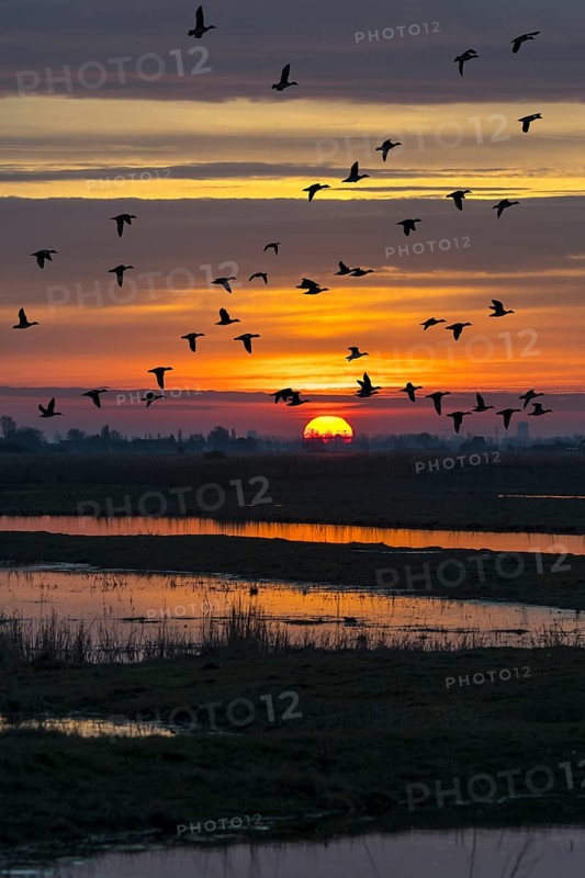 Flock of ducks silhouetted against sunset flying over field in winter in the Uitkerkse Polder nature reserve near Blankenberge
