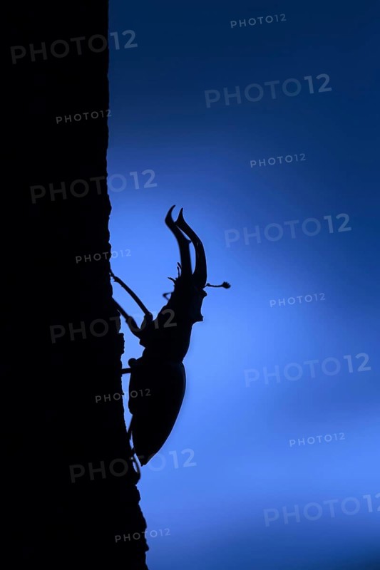 European stag beetle