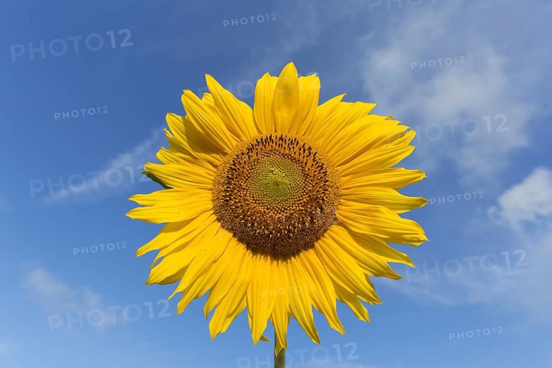 Flower head