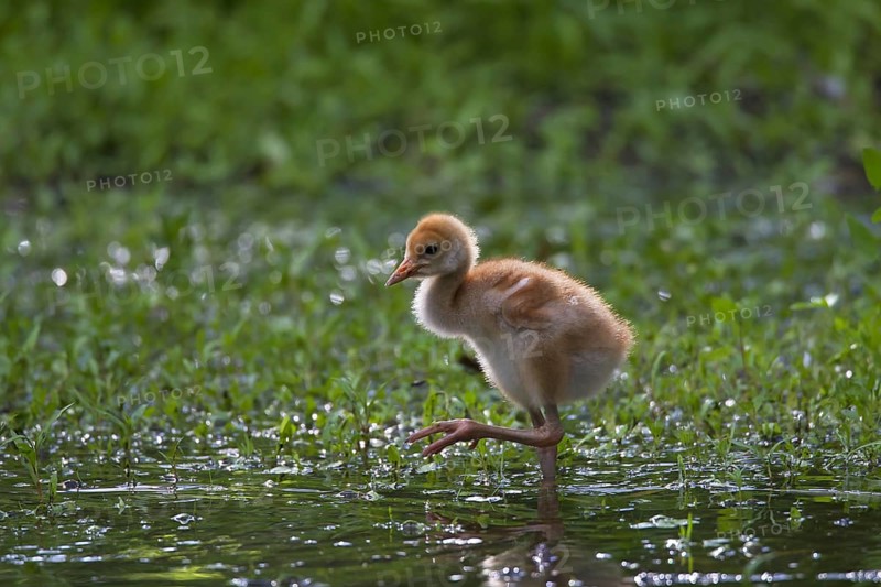 Common Crane
