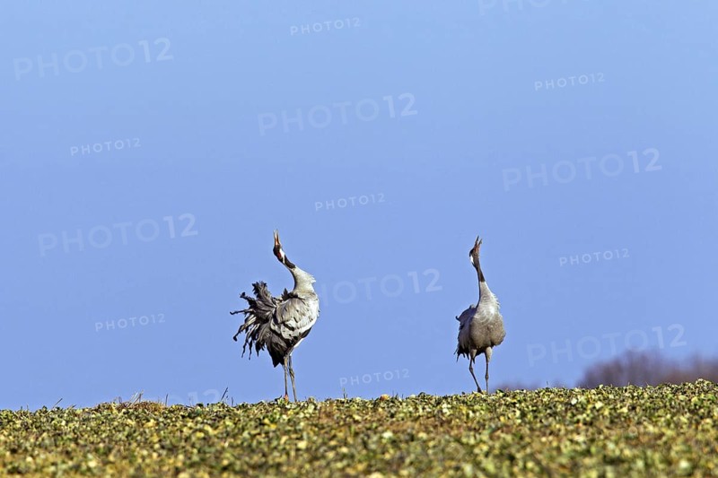 Two courting common cranes