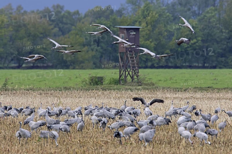 Flock of common cranes