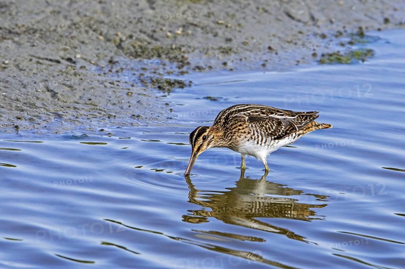Common snipe