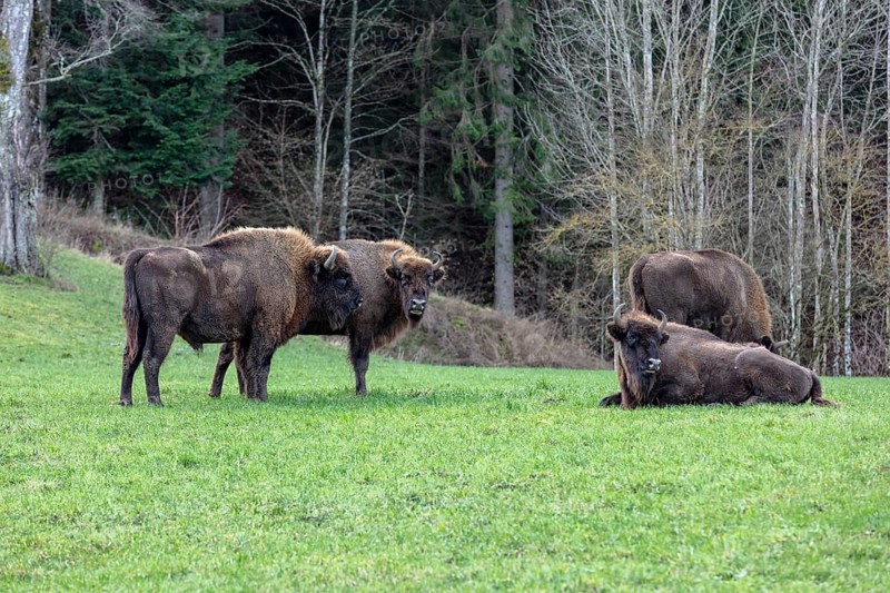 Wisent Thal project