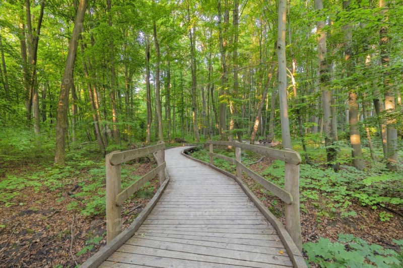 Beech forest in Hainich National Park