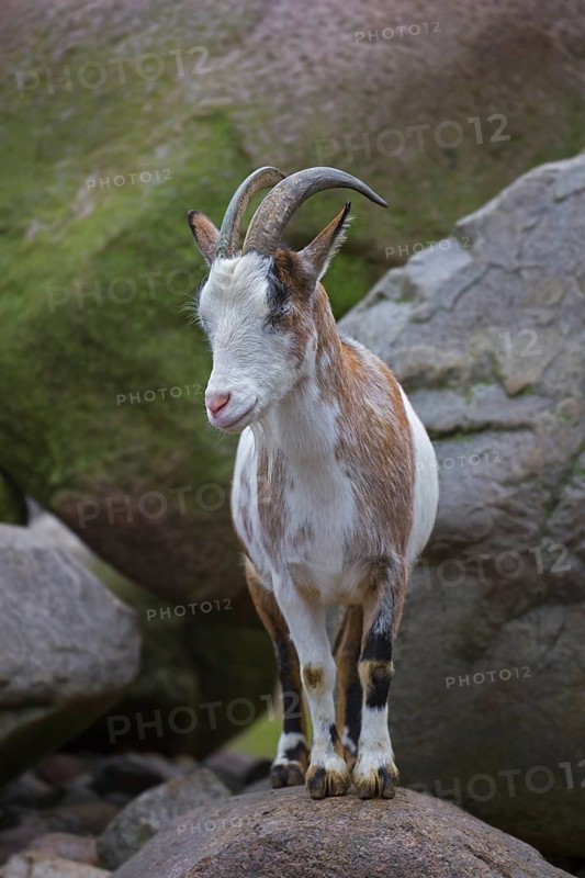 Domestic pygmy goat