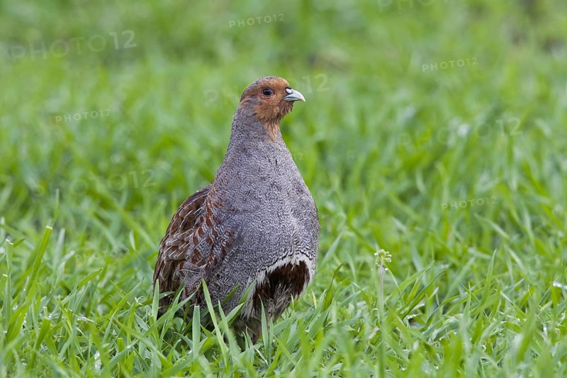 Grey Partridge