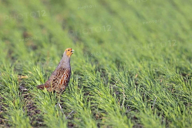 Grey partridge