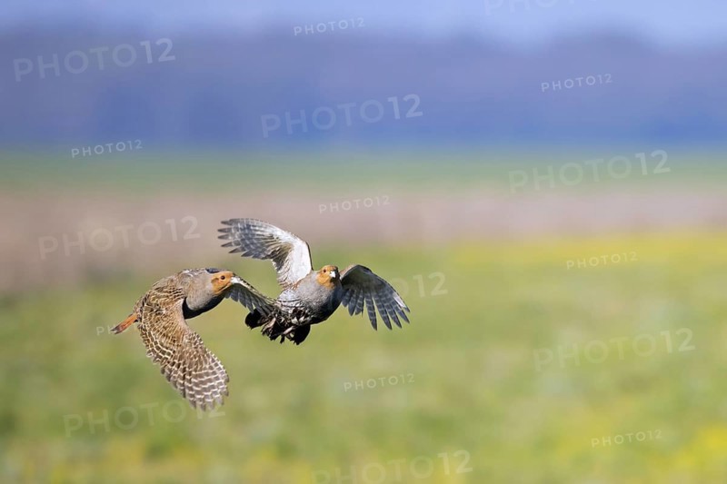 Two grey partridges