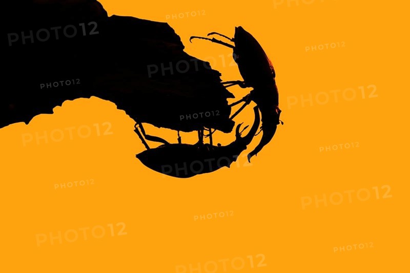 Two European stag beetle