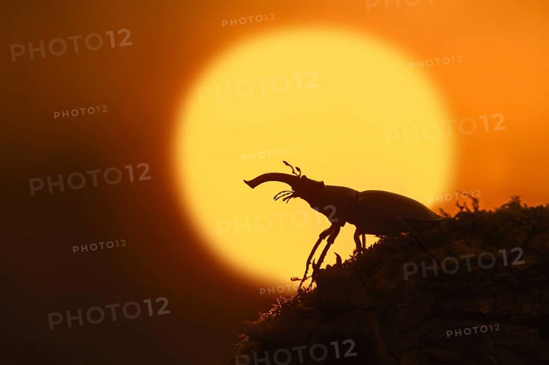 European stag beetle
