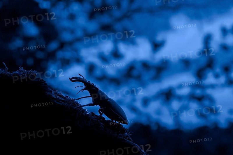 European stag beetle